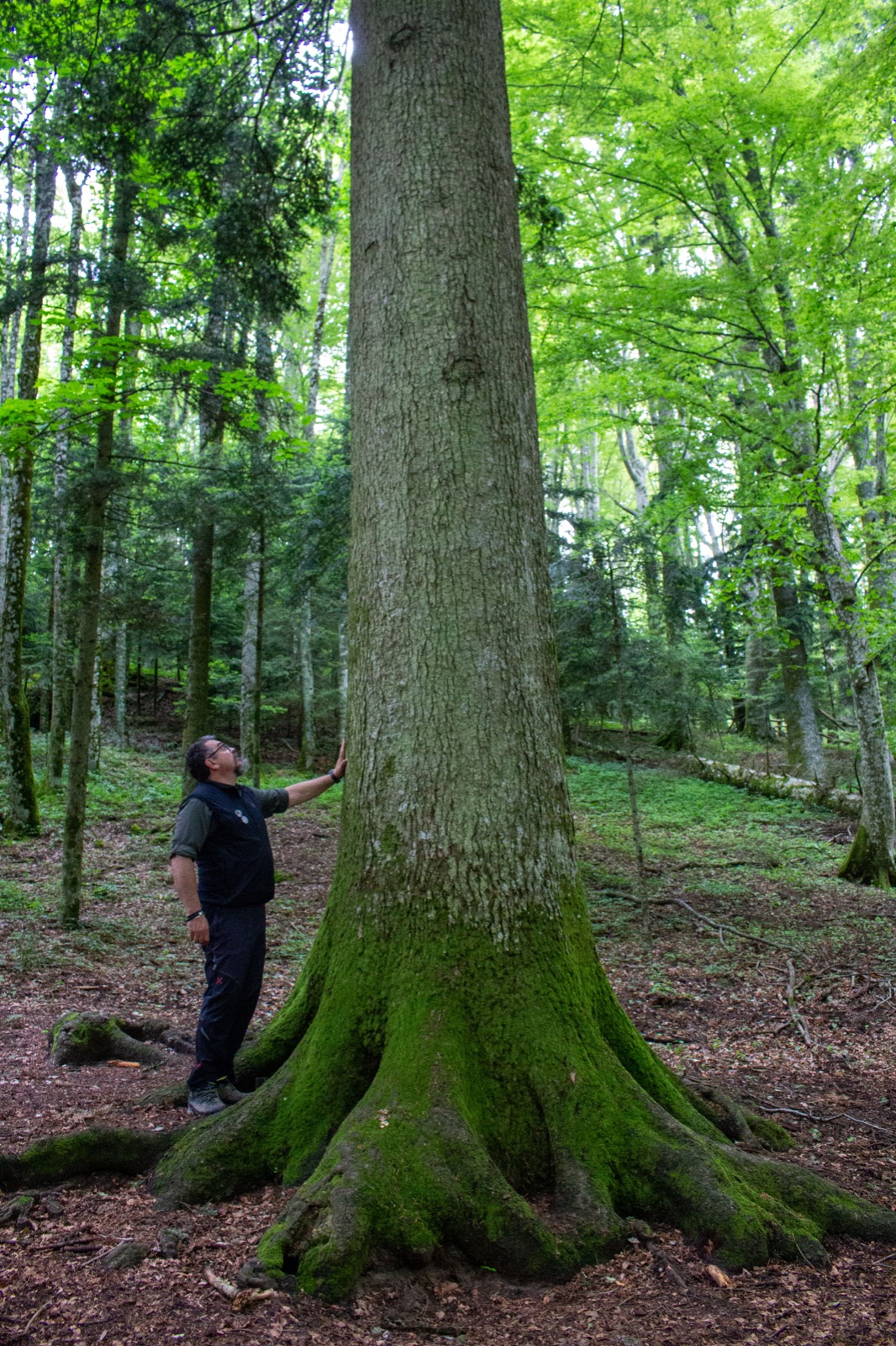 L'abete più alto d'Italia Parco Nazionale Foreste Casentinesi L'abete più alto d'Italia Parco Nazionale Foreste Casentinesi